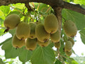 Bonsai Kiwi Tree Seeds 50 Seeds Actinidia Chinensis Green Fruit Rare Planting Variety