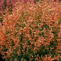 Orange Hyssop Seeds - 100 Perennial Flower Seeds - Agastache - US Seller