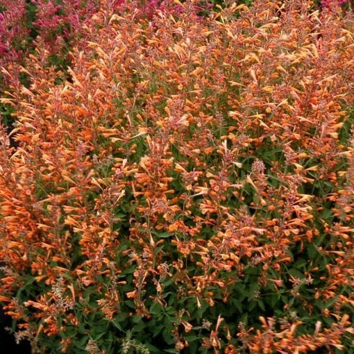 Orange Hyssop Seeds - 100 Perennial Flower Seeds - Agastache - US Seller