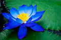Bright Blue Lotus Seeds - 5 Count - Nelumbo nucifera - Hardy Tropical Flowering Blooms
