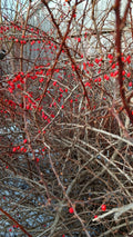 Japanese Barberry Bush Cuttings - 6 Organic Edible Berry Plants - Berberis thunbergii