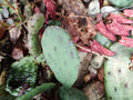 Creeping Sedum Cuttings Lot - 30 Mixed Cuttings & 4 Cactus Perennial Live Cuttings - Perfect for Gardens & Succulents