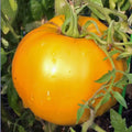 Golden Jubilee Tomato Seeds, 50 Seeds, Non-GMO, Heirloom Variety, Solanum lycopersicum