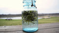Willow Water Rooting Hormone - 25+ Thin Cuts - Natural Plant Propagation Solution - Salix spp.