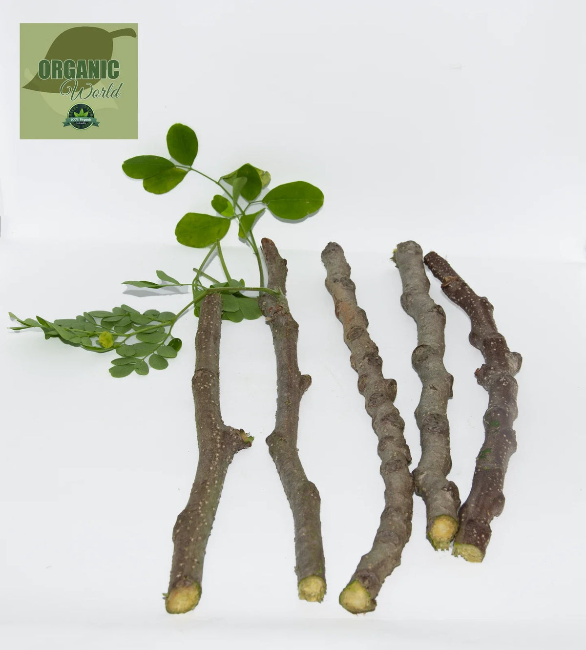 Organic Moringa Cuttings - 5 Pack, Florida Grown, Moringa Oleifera