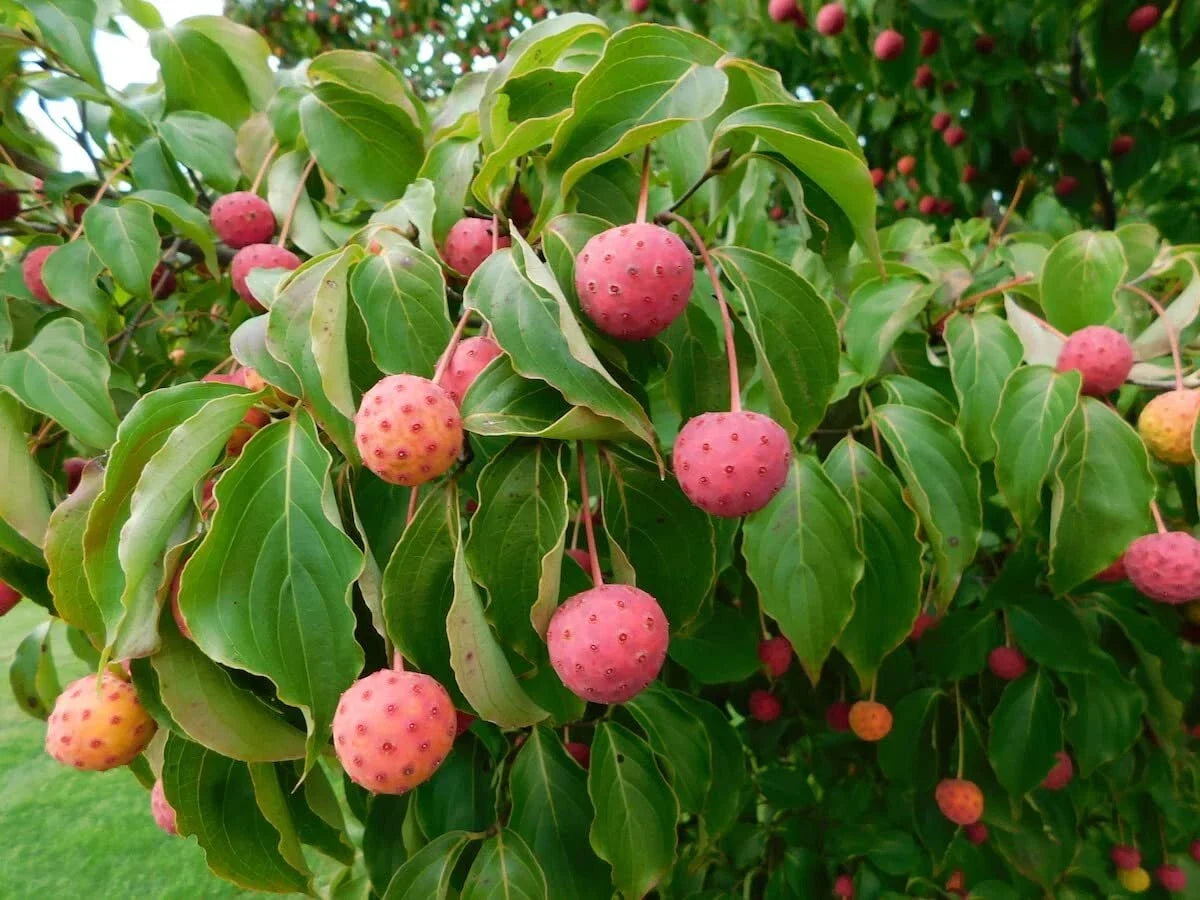 Kousa Dogwood Seeds - 30 Seeds - Cornus kousa - Ideal for Planting, Ornamental Trees, Garden, Landscaping