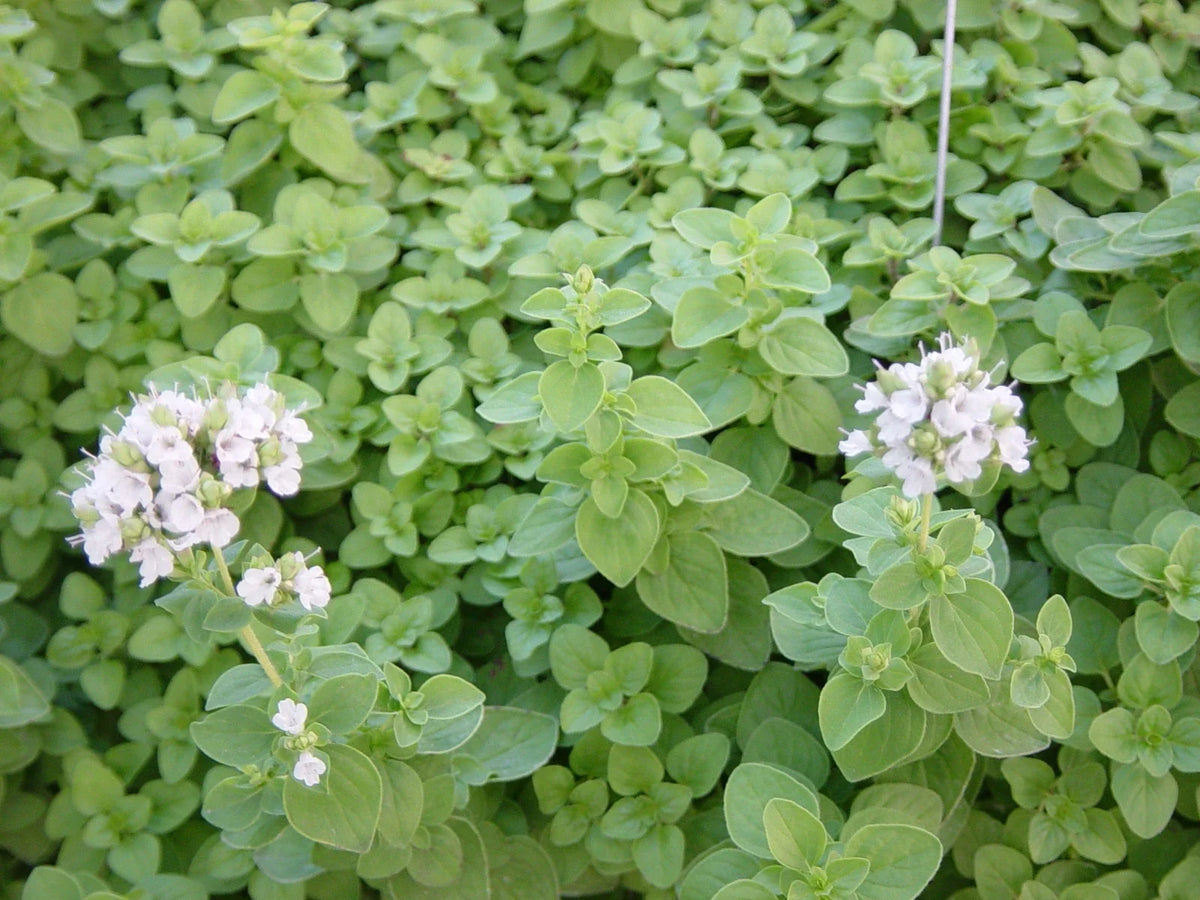 Sweet Marjoram Herb Seeds - 400+ Fresh Seeds for Cooking - Origanum majorana