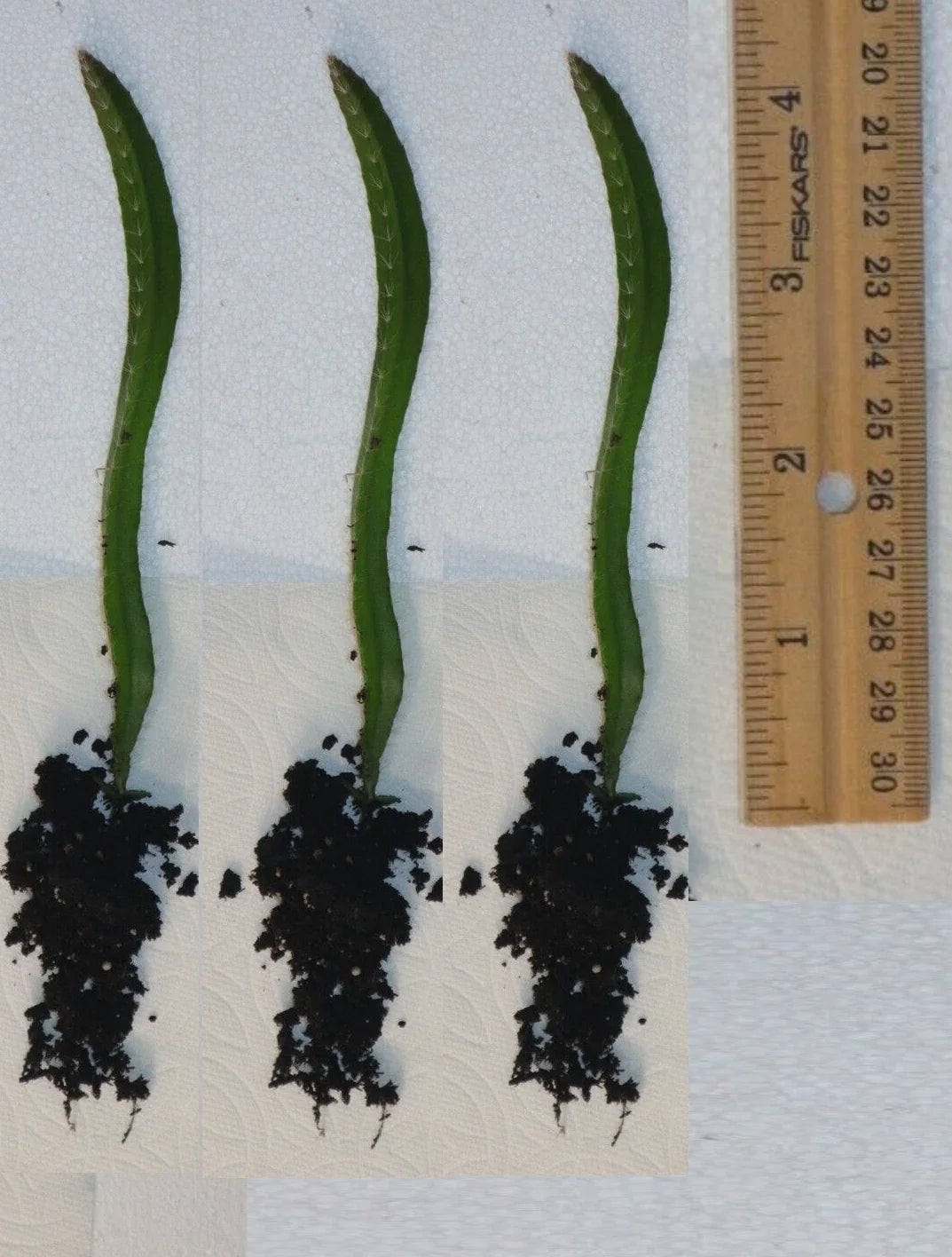 Rooted Yellow Dragon Fruit Seedlings - 4 Inch Cactus Plants (Hylocereus undatus) - Tropical Fruit Garden Starter