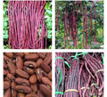 Yard Long Bean Seeds - 15+ Purple-Red Asian Noodle Beans - Sitaw - Chinese String Beans