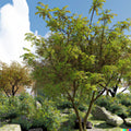Honeylocust Tree Seeds - 10 Pack, Fast Growing, Gleditsia caspian - Ideal for Landscaping and Shade