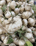 Singkamas Seeds - 100 Count Mexican Yam Bean Root, Cu Dau, Man Kaew for Planting - Pseudocereus grandiflorus