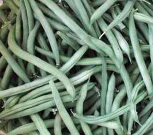 Provider Bush Bean Seeds - Heirloom Non-GMO Green Beans - 100+ Seeds - Organic Vegetable Gardening