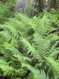 Leatherwood Fern 3-Pack Premium Native Woodland Ferns Bare Root - Ideal for Gardens and Landscaping