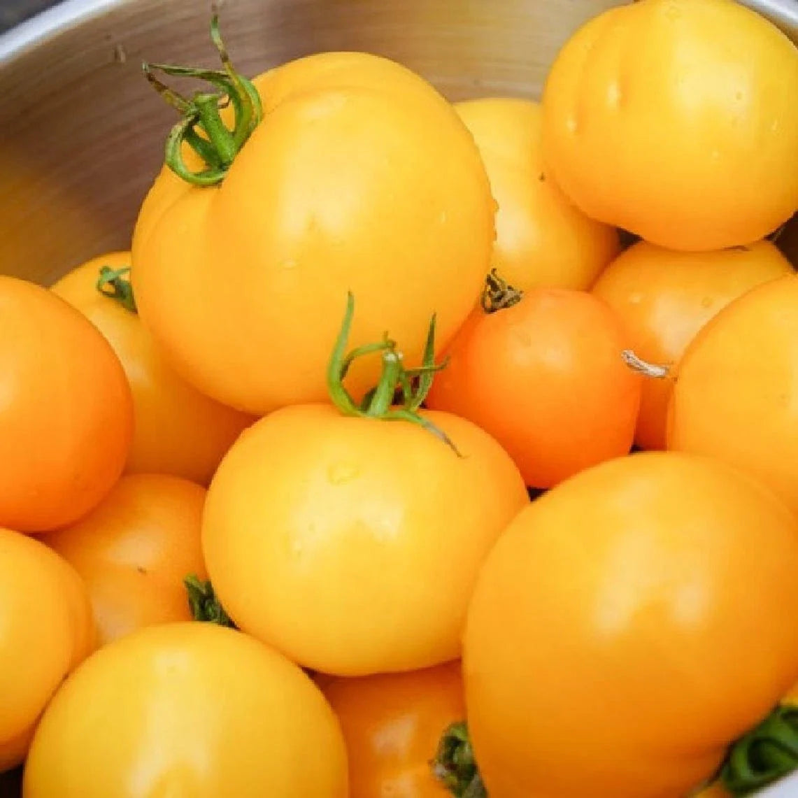 Golden Jubilee Tomato Seeds - Fresh Seed for Home Garden - Solanum lycopersicum