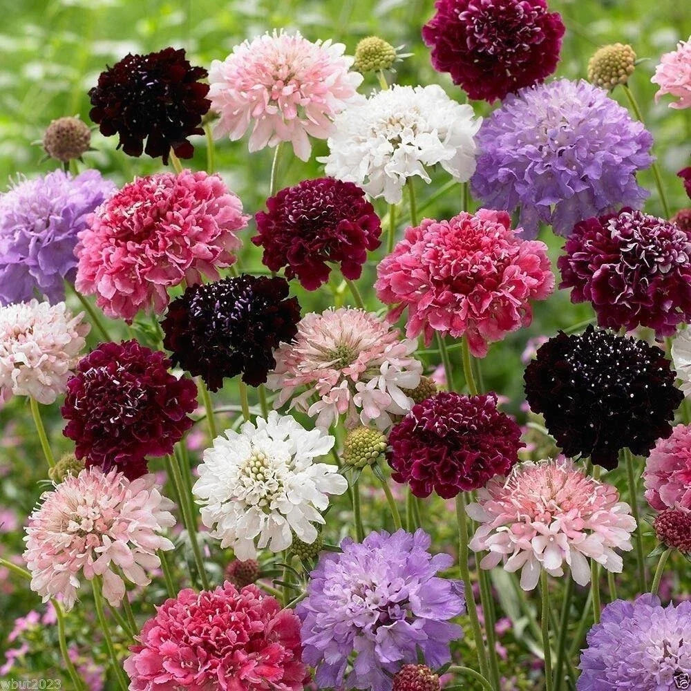 Pincushion Flower Seeds Mix - 100+ Fresh Scabiosa Colors - 2025 Pack