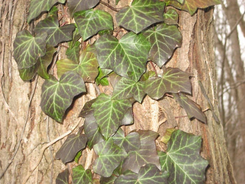 Live English Ivy Cuttings 10ft Roots Ready to Plant (Hedera helix) - Indoor/Outdoor Climbing Plant for Home Decor
