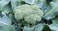 Calabrese Broccoli Seeds - 300+ Non-GMO Green Sprouting Seeds - Brassica oleracea var. italica