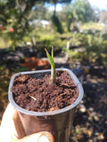 Red Sugar Cane Rooted Node - Saccharum officinarum - Organic Plant Cutting for Gardening and Landscape Use