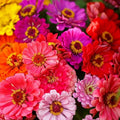 Zinnia Seeds - Over the Rainbow Mix - 100 Seeds - Colorful Garden Flowers - Zinnia elegans