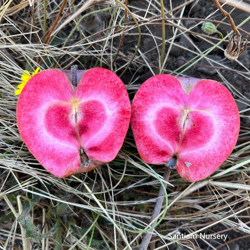Bare Root Apple Tree - Almata Red Flesh Variety - Malus domestica