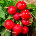 Champion Radish Seeds - Non-GMO - 2,000 Seeds - Fast Harvesting Variety (Raphanus sativus)