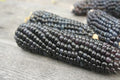 25+ Organic Blue Hopi Corn Seeds - Heirloom Native Variety for Summer and Fall Vegetable Gardens