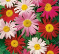 Painted Daisy Flower Seeds 200+ Annual Wildflower Garden Mix for Bees, Bellis perennis