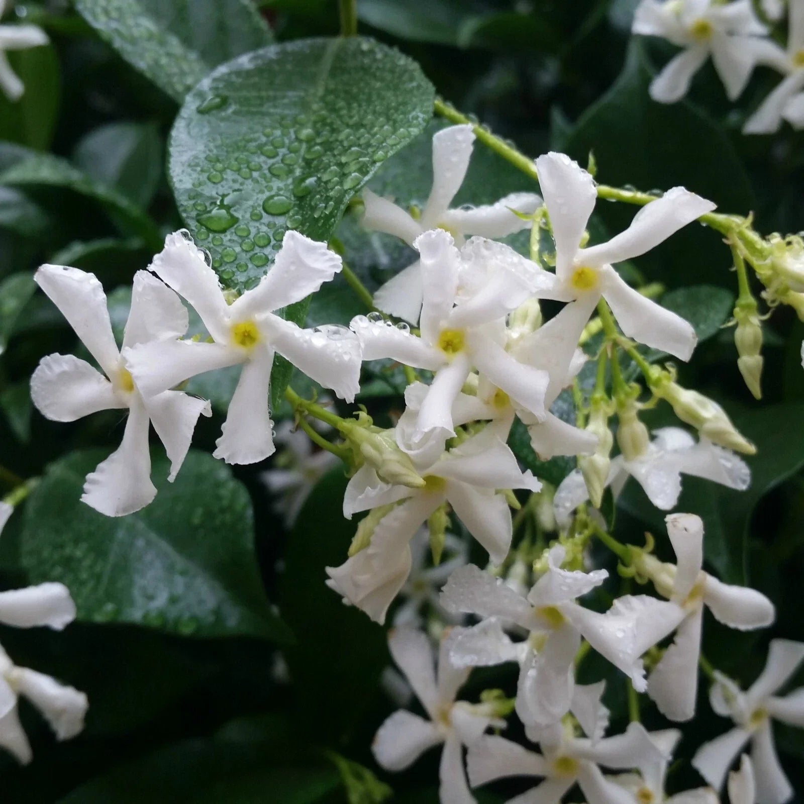 Rooted Starter Plant - Confederate Star Jasmine - Extremely Fragrant Vine - Trachelospermum jasminoides - Ships Without Pot