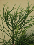 Euphorbia Tirucalli Pencil Cactus Plant Cuttings - Fire Stick Variety - Fresh Cuttings for Propagation