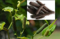 Long Pepper Vine Starter Plant - Indian Long Pepper - Piper longum - Rooted Variety for Culinary Use