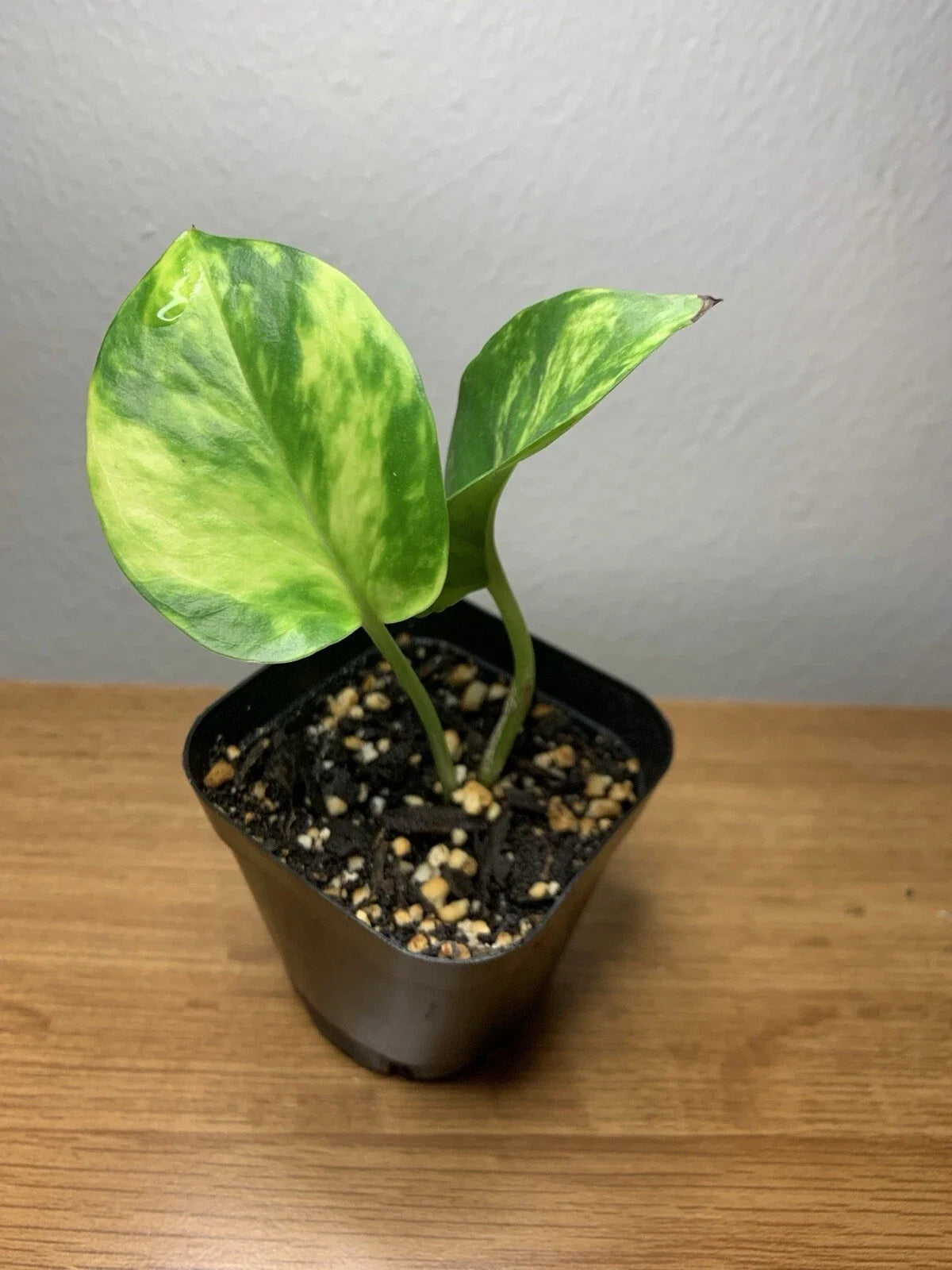 Golden Pothos Plant | Fully Rooted | 2” Pot | Epipremnum aureum