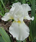 Tall Bearded Iris Plants - Ruffled White - 3 Live Plants - Iris germanica