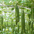 Ridge Gourd Luffa Live Plant 4" Pot - Luffa Acutangula Climbing Vegetable