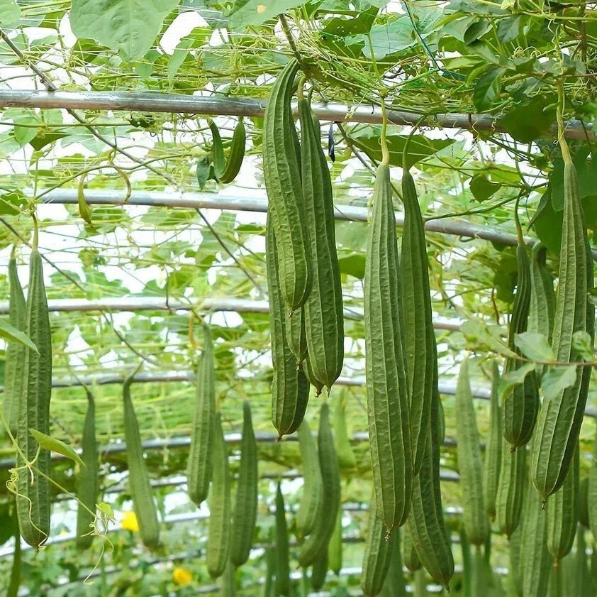 Ridge Gourd Luffa Live Plant 4" Pot - Luffa Acutangula Climbing Vegetable