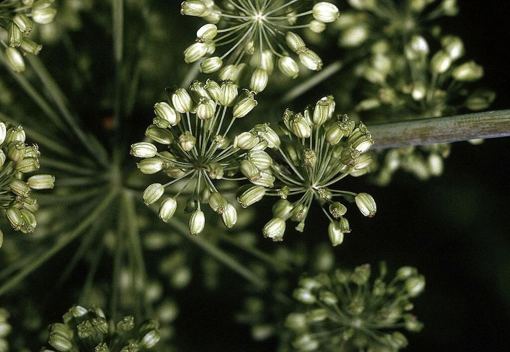 Angelica Seeds - 200 Non-GMO Seeds - Herbal Plant - Angelica archangelica - Free Shipping