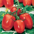 Roma Tomato Seeds - 120+ Heirloom Organic Non-GMO Seeds - Solanum lycopersicum