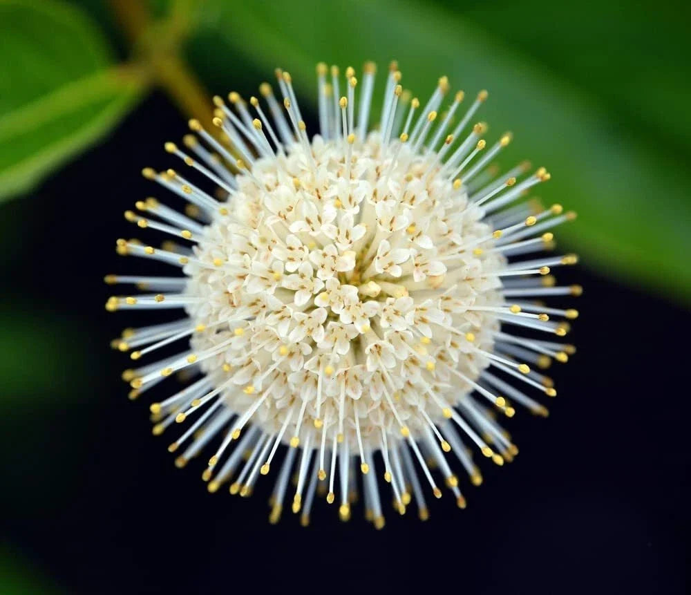 Buttonbush Seeds 100 Count - Cephalanthus occidentalis - Native Wetland Plant for Gardens and Pollinator Habitats