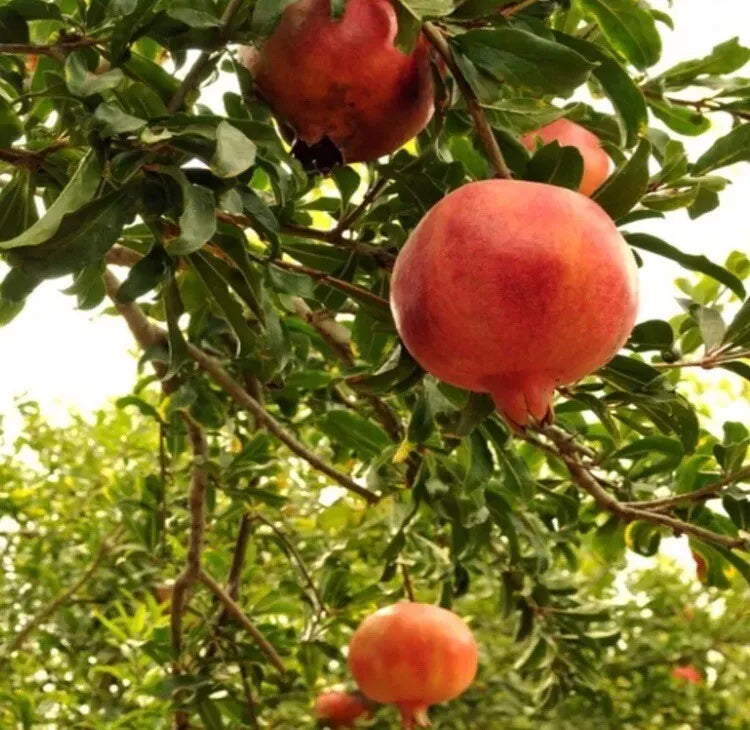 Pomegranate and Fig Trees - 4 Varieties - Live Fruit Plants - Easy to Grow - Punica granatum, Ficus carica