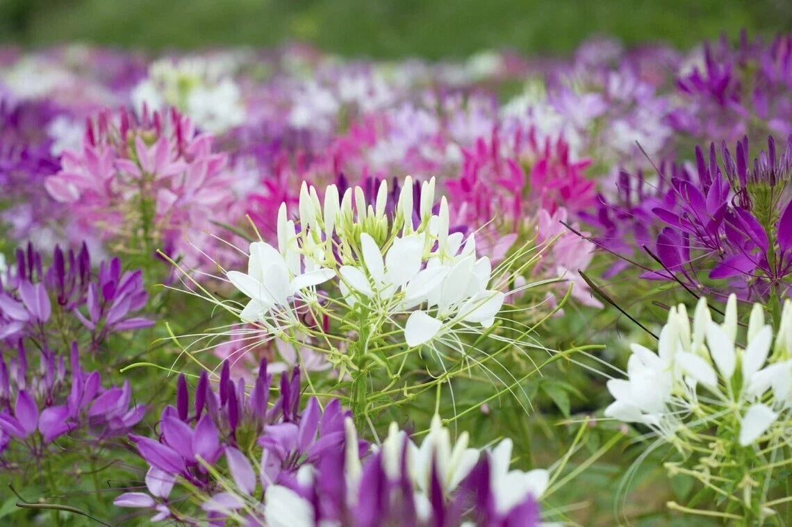 Spider Plant Seeds - 100 Count - Purple Pink White Variety - Clome Spinosa Perennial - US Seller
