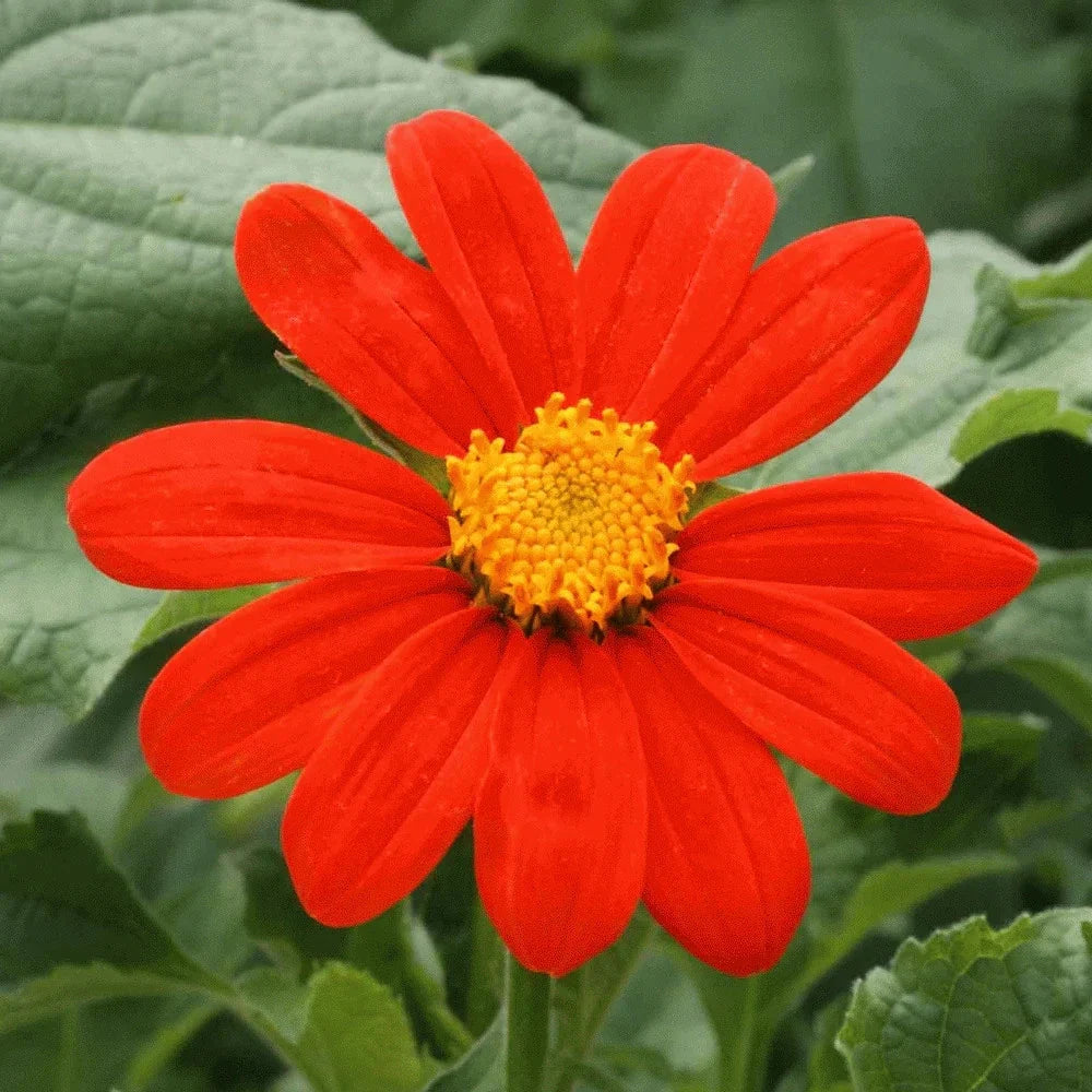Mexican Sunflower Seeds - Red Torch Variety - Tithonia Rotundifolia for 2025 Planting