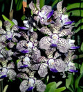 Fragrant Vanda Orchid Plant 4" Papilionanda Kyra Green × Paksorn Fragrance - Hawaiian Variety
