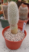 Haageocereus Pseudomelanostele Auriespinus Cactus - 7-8" Bareroot, Unique Spines, Rare Succulent Plant