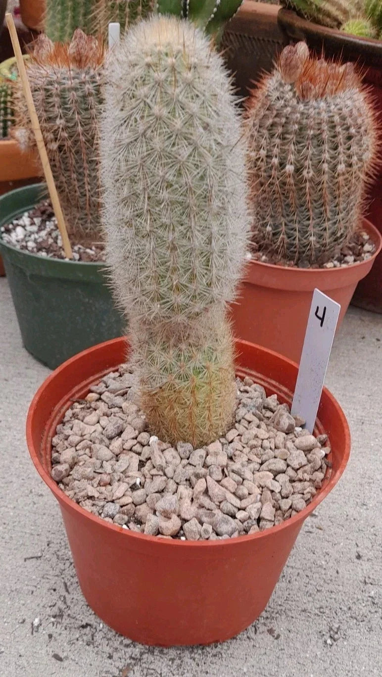 Haageocereus Pseudomelanostele Auriespinus Cactus - 7-8" Bareroot, Unique Spines, Rare Succulent Plant