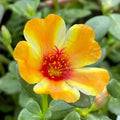 Mango Twist Portulaca Oleracea Plant - Colorful Purslane Succulent - US Seller