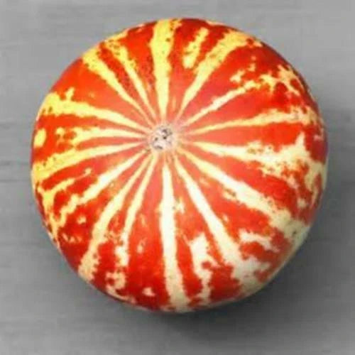Tigger Melon Seeds - 10 Rare Seeds - Cucumis melo var. tigrinus - Unique Striped Fruit for Home Gardening