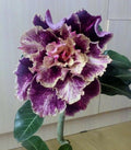 Purple Cream Desert Rose Seeds - 4 Pack - Adenium Obesum - Flower Seeds for Blooming Garden