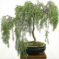 Willow Bonsai Cutting - Rare Variety - Salix spp. - Perfect for Home Gardening and Bonsai Cultivation