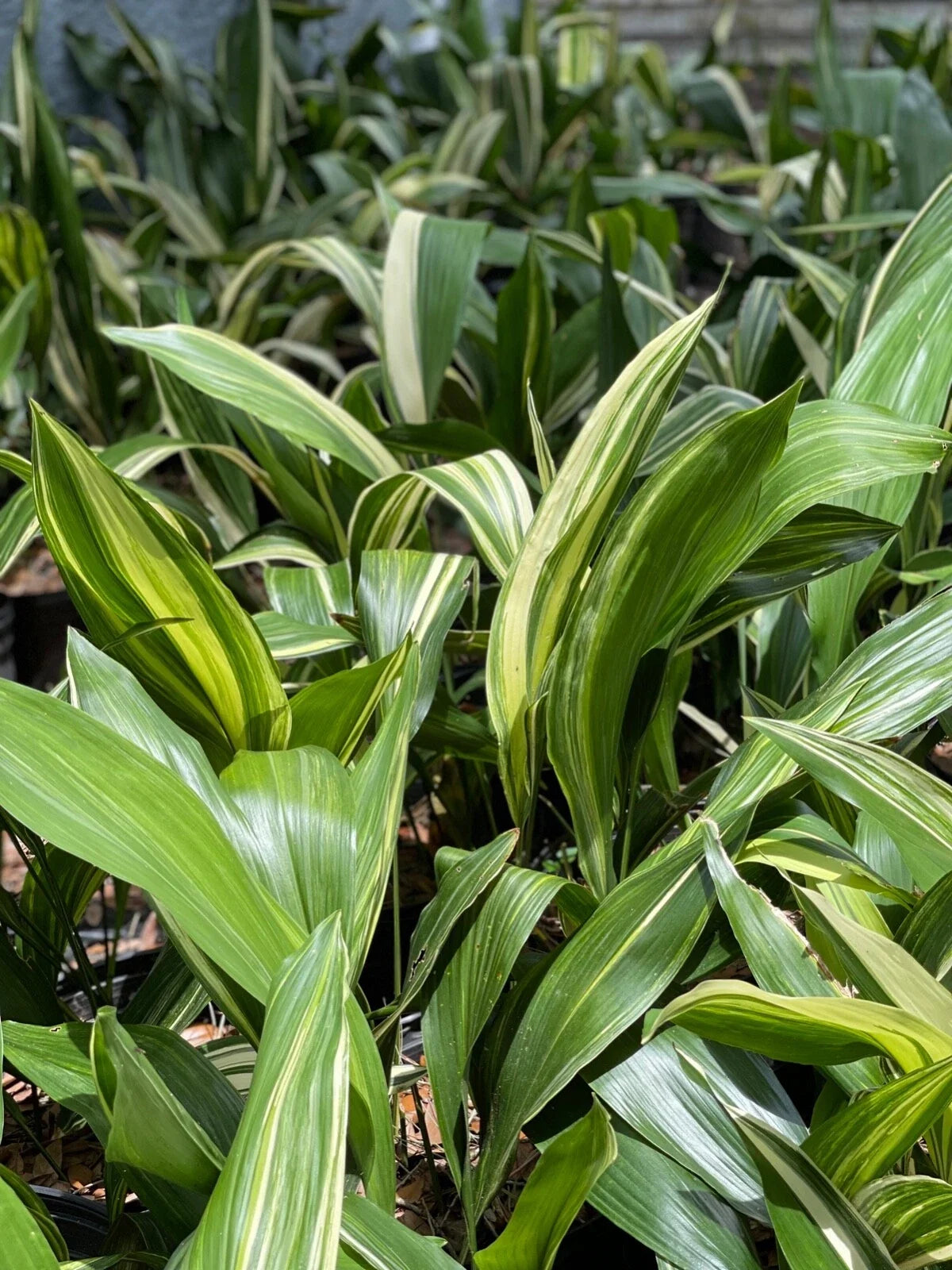 Variegated Aspidistra Plants - 5 Pack - Aspidistra elatior - Hardy Cast Iron Plants for Indoor or Outdoor Use