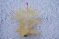 Christmas Cactus Starter Plant - Comet - Schlumbergera Truncata - Healthy Well-Rooted Succulent for Home Decor