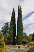 Italian Cypress Seeds - 25 Pack - Cupressus sempervirens - Mediterranean Evergreen Tree Seeds for Landscaping